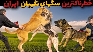 بهترین و خطرناکترین سگ های نگهبانی |هرجا این سگهارو دیدی ازش دور شو وگرنه تیکه و پاره میشی