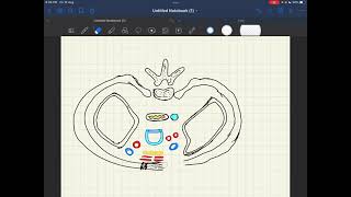 Demo on thoracic inlet drawing part 2