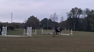 Bethany on Dolly #horse #dressage #dressagerider #equestrain #jumping #riding #horsebackriding