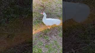 Daisy walking around #animal #ducks #duckbreeds