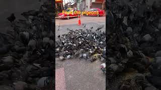 Kasih makan burung merpati #pigeon #johorbahru #burungmerpati  #malaysia #feedshorts #merpati