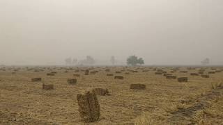 Square Baler in paddy straw