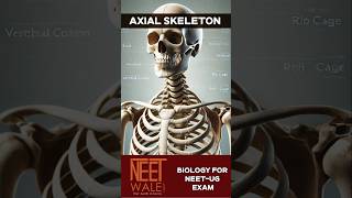 Axial Skeleton system | Locomotion and Movement | Class 11th for NEET-UG Exam | #neet #Biology