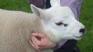 Texel sheep in May 2017