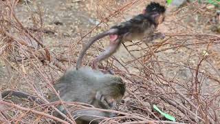 Cute Little Baby Falls From The Branch Of The Tree, Baby Look So Adorable