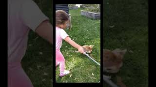 Little CAT Trainer