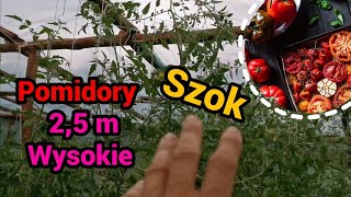 Pomidory - wysokie na 2,5m szok.