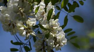 Bees on the Black Locust Blooms