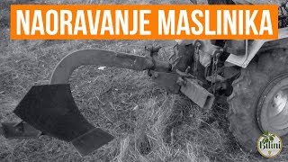 Naoravanje maslinika 2018.