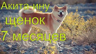 Акита ину щенок 7 месяцев