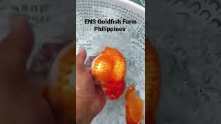 ENS Goldfish Farm Import Ranchu