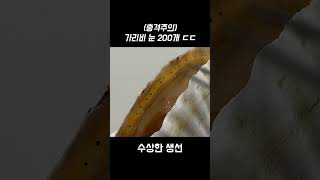 가리비의 눈을 확대해보았더니.. #shorts