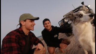 I MET BRODIE MOSS (YBS) - DIVING WITH BIG COD + SMALL SHARK