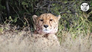 Tracking Wild Cheetah on Foot