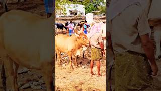 biggest cow market manapparai #cow #cowvideos #cows #jallikattu #jallikattukalai #cowboys #santhai