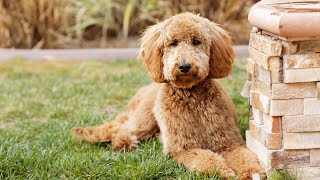 DIY Dog Toys For Golden Retrievers-Ready For Some Fun?