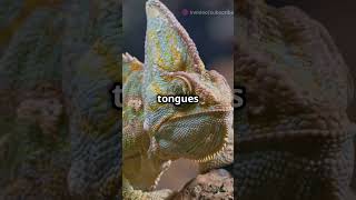 Incredible Tongue Tricks of Chameleons: Nature's Lightning Strike