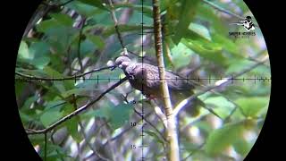 23 BEST SHOT HUNTING BIRD WITH FX AIRGUN