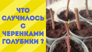 Черенкование голубики. Часть 2. Прошло 2 недели.