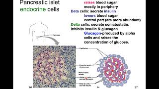 Endocrine 2