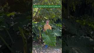 Philodendron danteanum