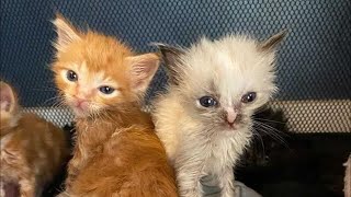 Pint-sized Kitten "Glowing Up" into Gorgeous Siamese After Being Brought Back to Life