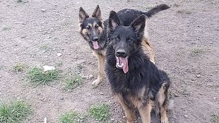 German shepherd Dogs playing Fetch