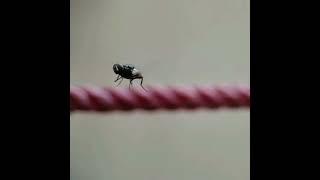 captured this house fly in slow mo and macro 😊