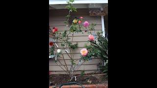 Time lapse of multiple grafts of a single rose, Frankenrose. Gardening madness