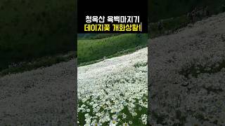 6월 국내 여행지 추천 강원도 평창 청옥산 육백마지기 데이지 개화상황!