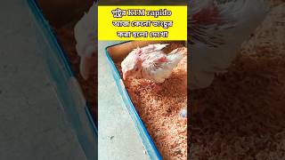 পুটুর KTM Rapido কেন আজ ভাংচুর করা হল দেখো🥺😂#viralvideo#funny#comedy#viral_video#ytshorts#entertaint