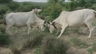 Cow Fighting | Gai ki Larai