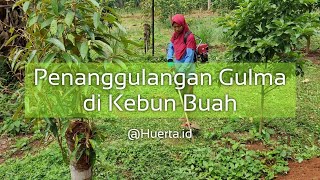 Huerta Project : Penanggulangan Gulma #huertaindonesia