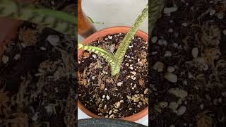 NEW LEAF GROWING!! Alocasia Zebrina Rescue PART1