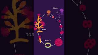 Медуза и полип в жизненном цикле гидроидных