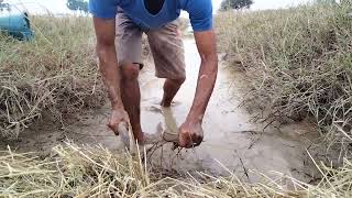 Drain Water And Catch Fish In Small Canal Get Many Fishes /Fishing Videos - PU MENG Fishing