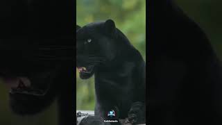 Black panther को दुनिया में बहुत कमी है देखा जा सकता है kushfactastic के साथ जाने #viralshort #viral