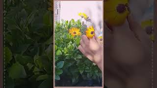 2 year old arranging flowers freshly picked from garden