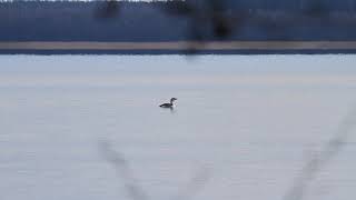 White-billed Diver (Gavia adamsii) Wigry National Park 2019