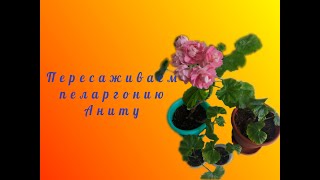 Пересаживаем пеларгонию Аниту