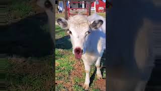 cow boy #funnyvideo #funny #crazycow #ytviral #crazybull #comedy #funnycow #memes #cow #animals