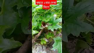 Butterfly effect প্রজাতির ডানা ঝাপটানোর মনো মুগ্ধ কর ভিডিও #short #butterfly