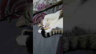 He sleeps all day and stays awake all night #cute #cat #chat #kitten #funny #catlover #cats