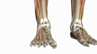 Muscles of the Foot Part 1 - 3D Anatomy Tutorial