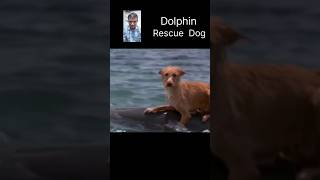 Dolphins Having Golden Heart 💛 💞 #ytshorts #shorts #dog #dolphin @greenbroramesh