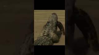 Crocodile eats giant python