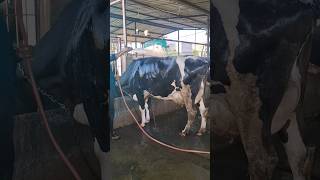 top hf cow heat stress realize