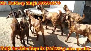 {सिरोही मेल फीमेल किड्स वेट 20 से 25 केजी} nice quality {Rate-250-Kg} KP Goat Farm Kishangarh