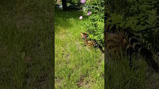 Бенгал. Бенгальська кішка полює 😺 #cat #funny #pets #cute #animals #bengal #comedy #catlover