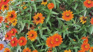 How to Harvest Seeds from Zinnia Flowers